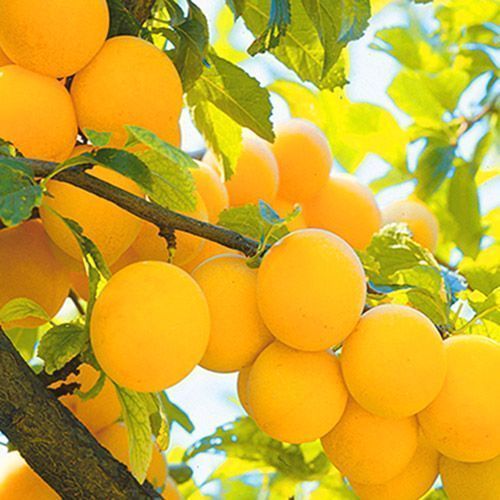 ���� ����� ������� ������   ������ ������