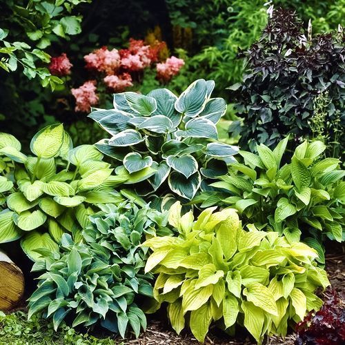 ���� �����, ����   ������ ������