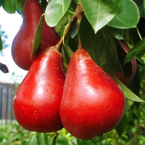 ���� ����� �����������   ������ ������