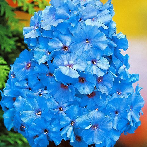 ���� ����� ����������� ��� ���   ������ ������