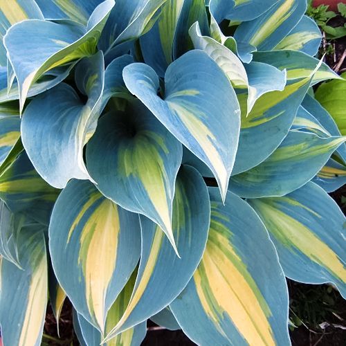 ���� ����� ��������   ������ ������