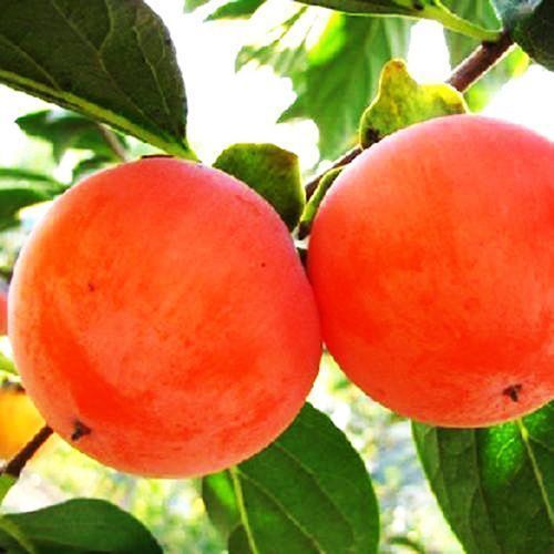 ���� ����� ���������   ������ ������