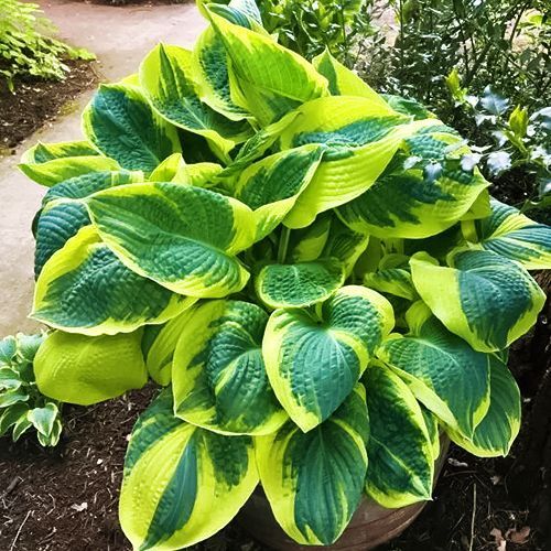 ���� ����� ���� �� ����   ������ ������