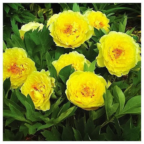 ���� ���� ������   ������ ������