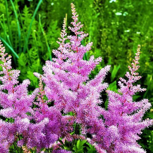 ���� �������� ������� �������   ������ ������