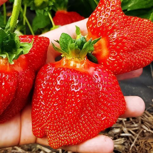 ���� ��������� ������������� ����� ��������   ������ ������