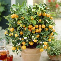 ���� ��������-���� (Microcarpa Calamondin)   ������ ������