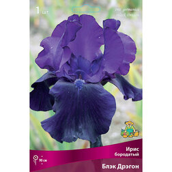���� ���� ��������� ���� ������ (Iris germanica Black Dragon)   ������ ������
