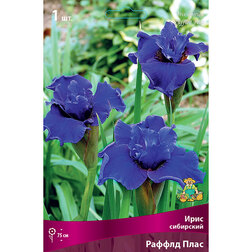���� ���� ��������� ������ ����   ������ ������