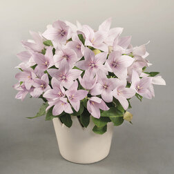 ���� ���������� ��� ���� ���� (��-100��) ���������������� ������   ������ ������