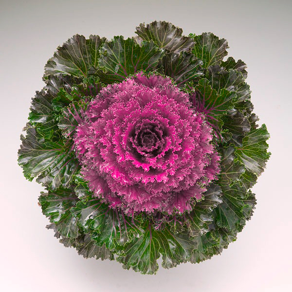 ���� ������ SEEDSPOST ������� ������������ ������� ���� F1, 10 ��.Takii  ������� ������   ������ ������