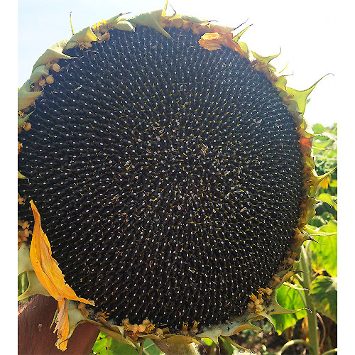 ���� ������ ����� ������ ������������ ���, 10 ��.   ������ ������