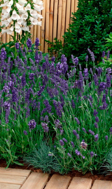 ���� ������ SEEDSPOST ������� ������������� �������� �����, 5 ��. PanAmerican ������� ������   ������ ������