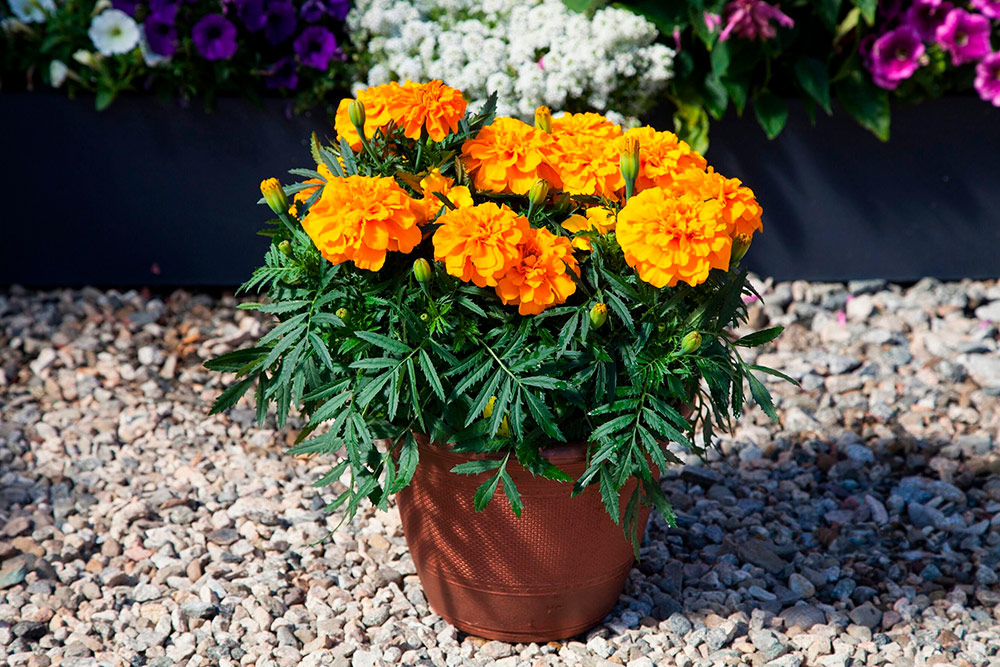 ���� ������ SEEDSPOST �������� ����������� ��������� �����, 10 ��. Floranova ������� ������   ������ ������