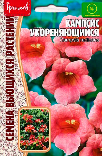      (Campsis radicans), 20 .       -     , -, 