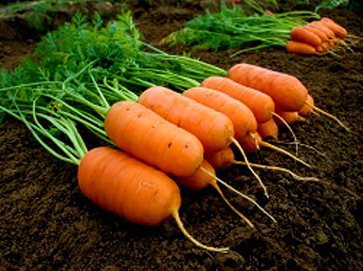 ���� ������ ����� ������ ������� ���� F1, 0,5 �   ������ ������