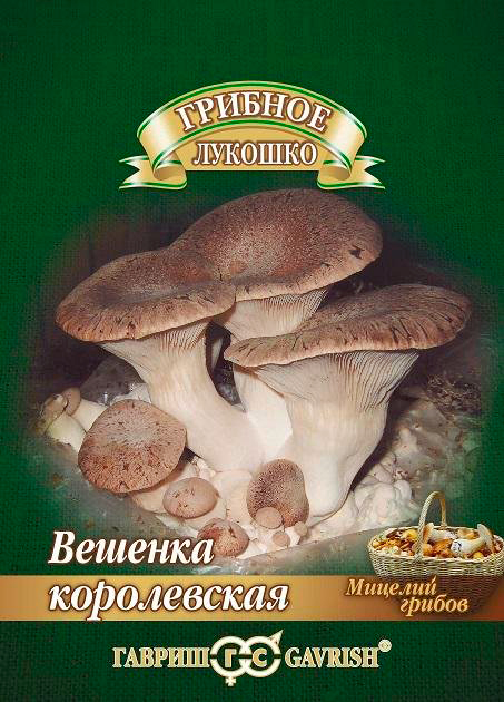 ���� ������ ������ ���� ������� ����������� �� ��������� �������, 12 ��.   ������ ������