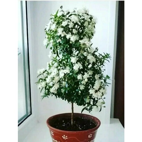 ���� ���� ���������, ������ ������ ������