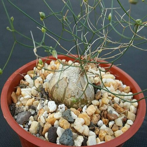 ���� ����������, ����������, ������ ������ ������