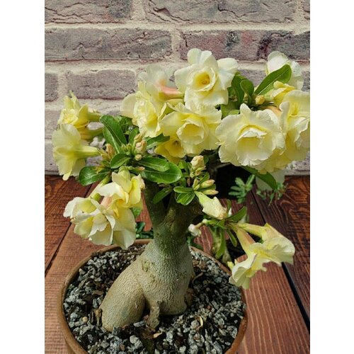 ���� ������� ������� ���, ������ ������ ������