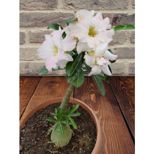 ���� ������� ����� ��������, ������ ������ ������