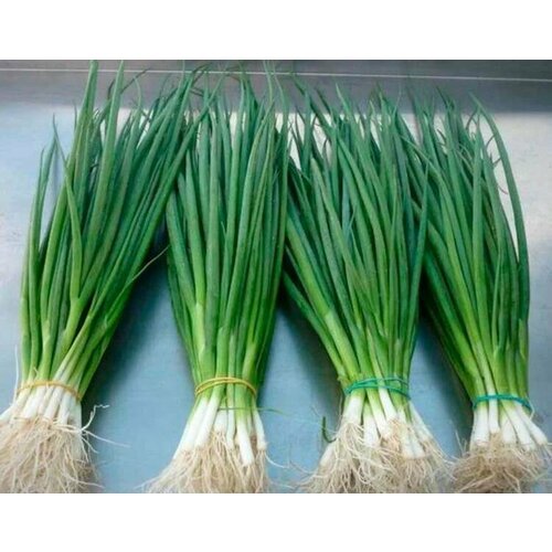 ���� ������������� ������ ���� �� ������ ������� ���� ������ ������