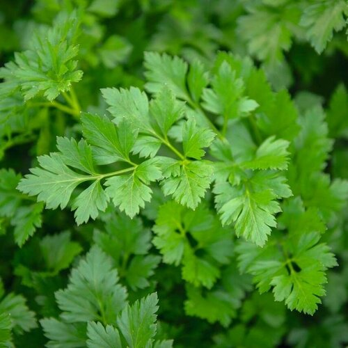 ���� ������������� ������ �������� �������� ������ ������ ������