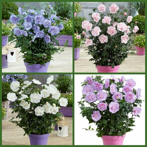 ���� �������� �������� ���� ������, ������ ������ ������