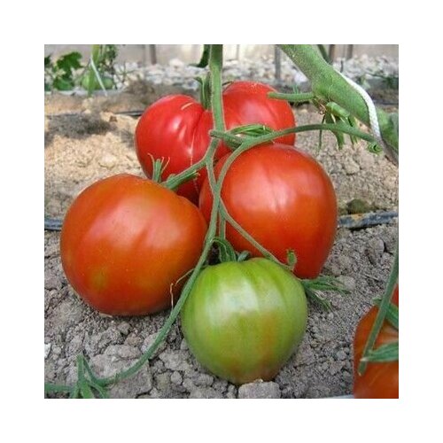 ���� ������������� ������ ������ ����������� ������ ������ ������