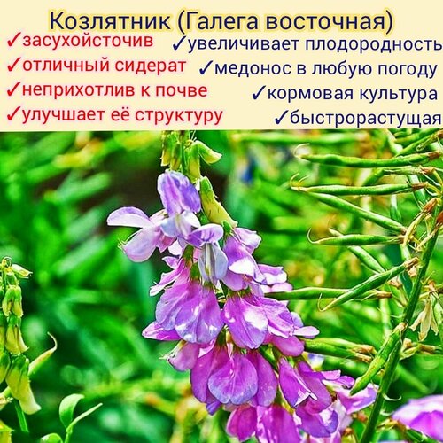 ���� ��������� (������ ���������) ������ 1 �� �������, ������� ��� ����/ ������ ������ ������