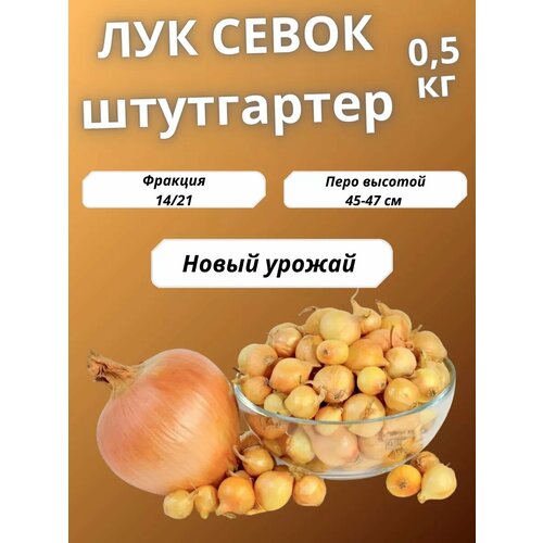 ���� ��� ����� ���������� ����� 0.5 �� ������ ������