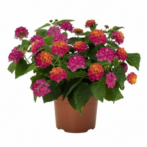 ���� �������, ������ ������ ������