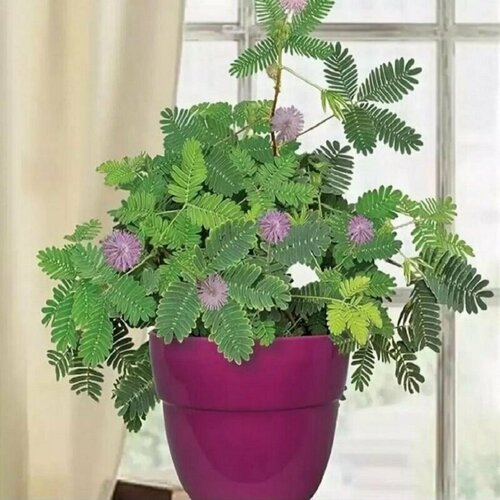 ���� ������ ���������, ���������, ���������, ������ ������ ������