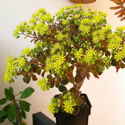 ���� ��������, ������ �����, ������ ������ ������