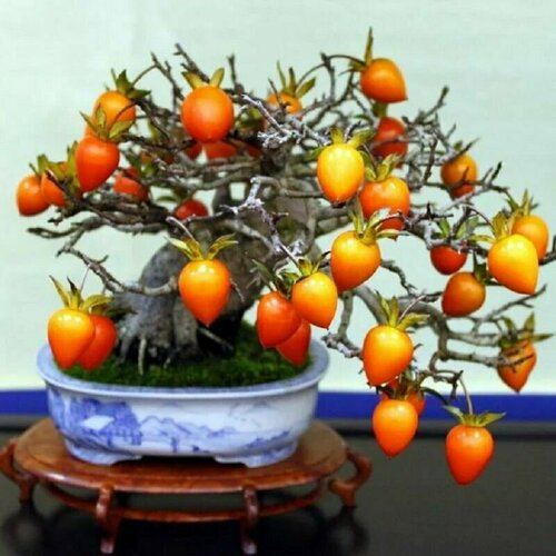 ���� ����� ���������, ������ ������ ������