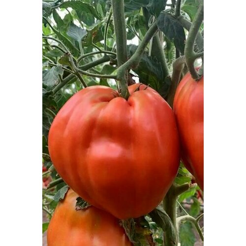 ���� ������������� ������ ������ Ҹ����� ������ ������