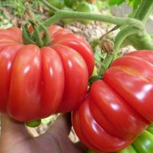 ���� ������������� ������ ������ ������ ������ ������