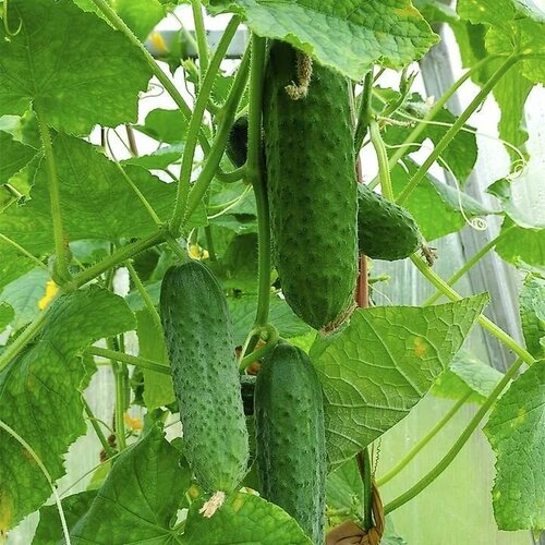 ���� ������������� ������ ������ ��� ������ ������