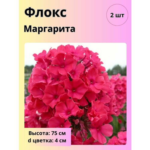 ���� ������ ��������� ����������� ����� ��� ���� ������ ������