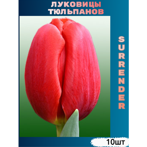    Surrender ( 10 )   -     , -, 