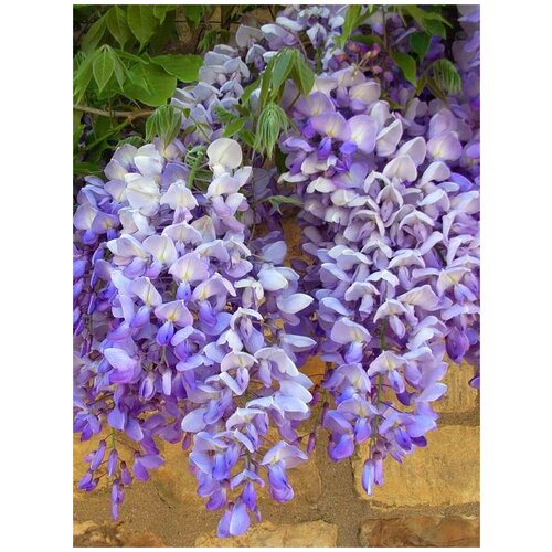    Blue Moon  (Wisteria Blue Moon), 5    -     , -, 