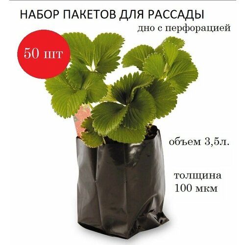 ���� ����� ��� ������� 3,5�, ������� 100���, ������, 50��. ������ ������