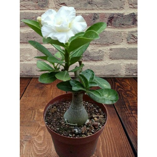 ���� ������� White rose, ����� ����, ������ ������ ������