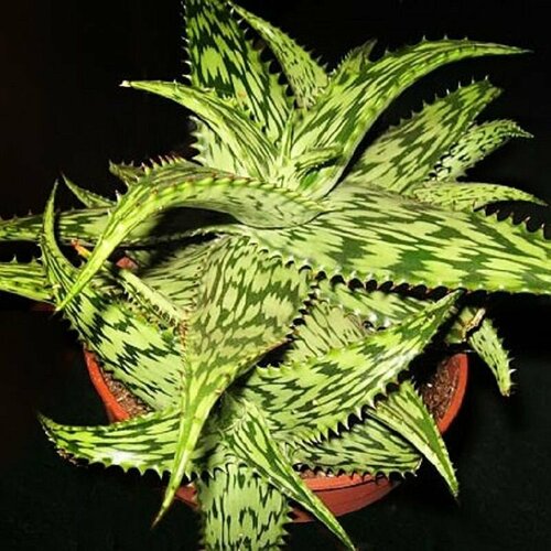 ���� ���� �������, ���� Harlana, ������ ������ ������