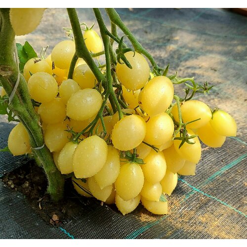 ���� ������ ����� ���������� ����� ����� (Berry Crazy Cherry) / Seeds And Goods / � �������� zip-lock ��� ���������� 15 ����� ������ ������