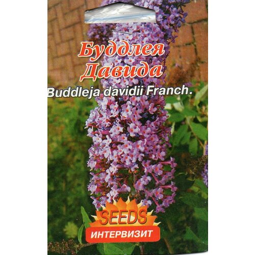    (Buddleja davidii Franch)   -     , -, 