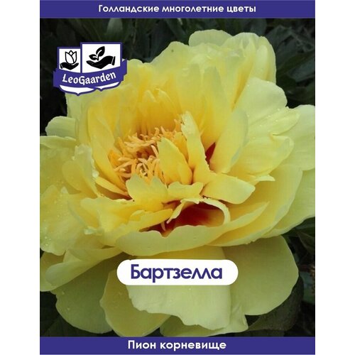 ���� ���� ���������, ���������, 1�� (��) ������ ������