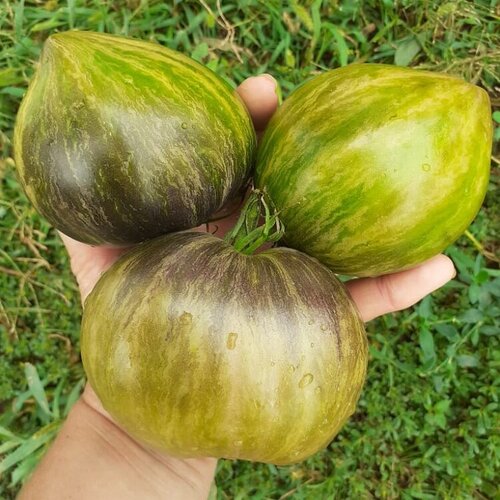 ���� ������ ������ ����� �������� �������� ����������� vt16 10 ��. ������ ������