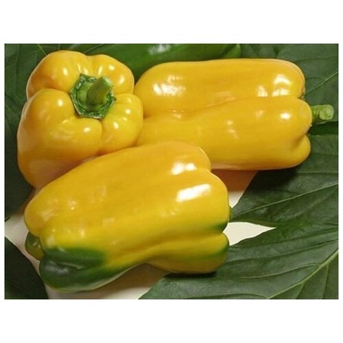 ���� ������ ������ ����� ������� ���������� 10 ��. ������ ������