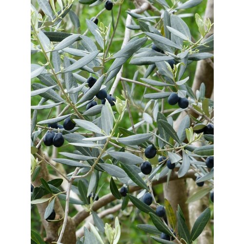���� ������ ����� ����������� (Olea europaea), 5 ���� ������ ������